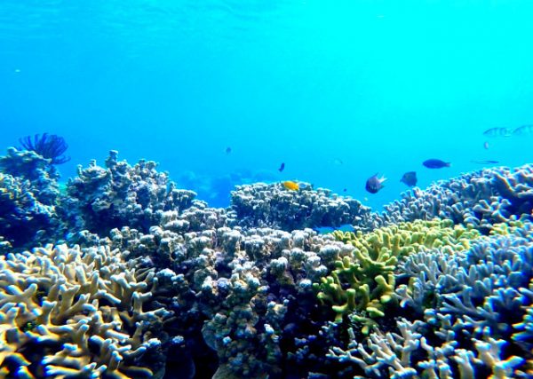 Coral Presente no Fundo do Oceano