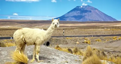 Lhama com Montanha ao Fundo - Peru