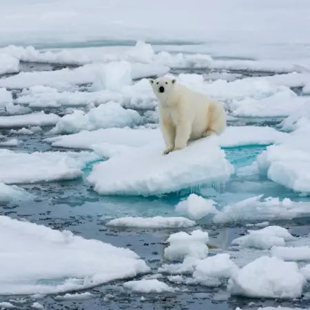 Urso Polar Sofre com o Aquecimento Global