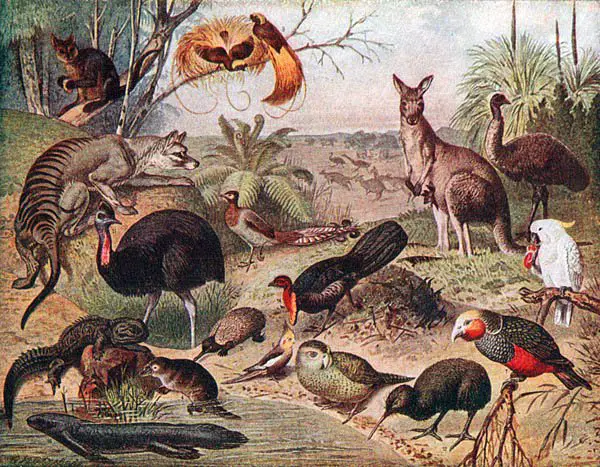 Biodiversidade da Austrália