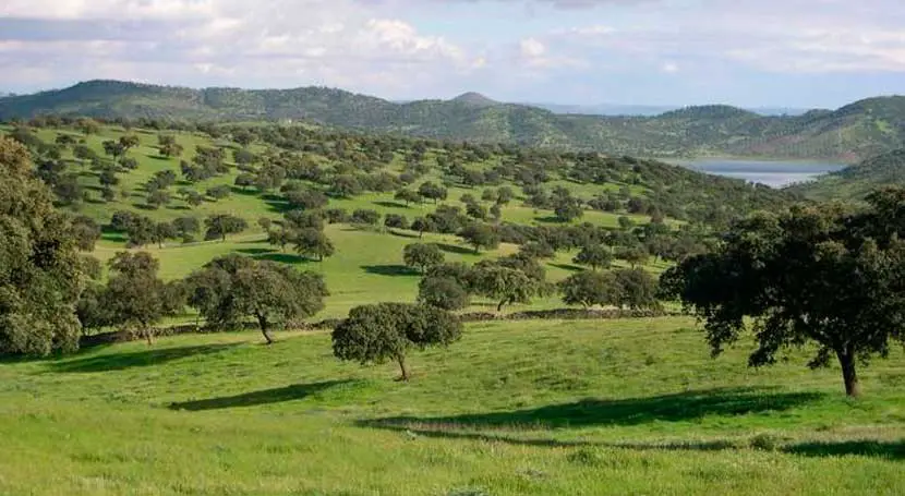 Bosques Mediterrâneos