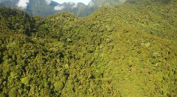 Vegetação na Papua Nova Guiné