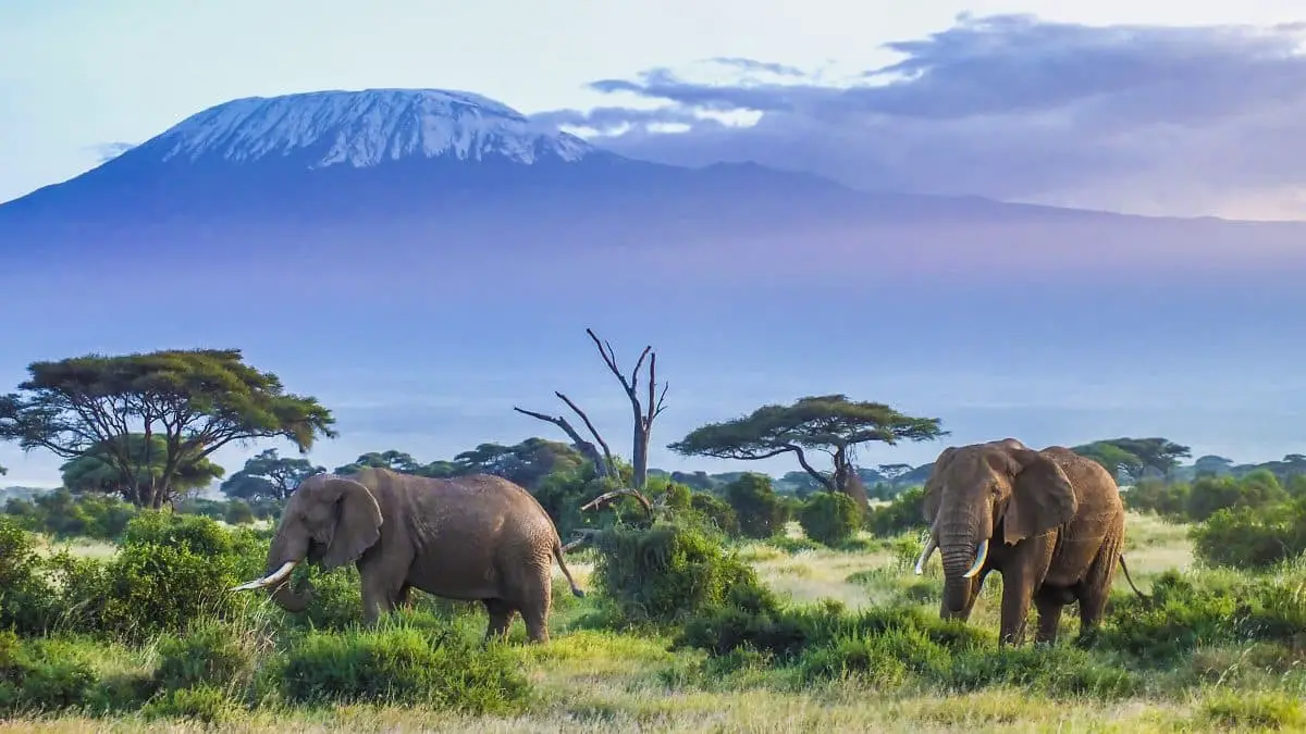 Elefantes na Tanzânia 